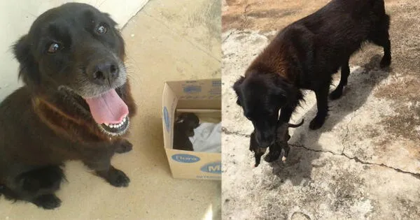 Facebook viral: Cachorra buscaba en la basura pero descubren que intentaba salvar a un perrito recién nacido abandonado fotos