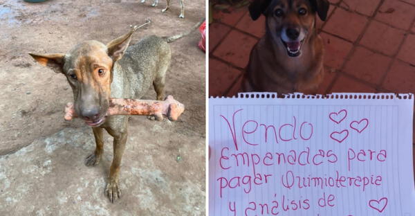 Facebook viral: Tiene un 50% de probabilidades de sobrevivir detallan sobre perro que vende empanadas para curar su cáncer fotos