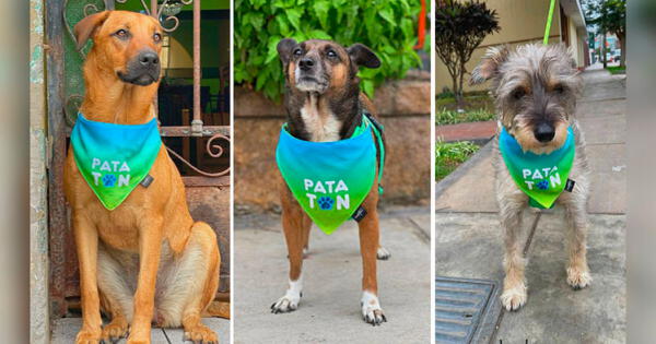 Patatón Virtual 2021: Buscan donaciones de alimentos para perros y gatos rescatados