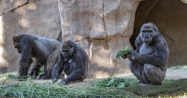 COVID-19 Atlanta: Varios gorilas de un zoológico se infectaron de coronavirus