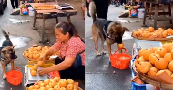 Twitter viral: Perro compra manzanas y agrega unas frutas más a su canasta cuando nadie lo mira video
