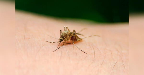 Investigadores peruanos investigan test de bajo costo para detectar la malaria de forma rápida