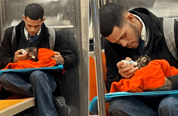 Facebook viral: Joven es captado alimentando y protegiendo a un gato recién nacido que encontró en el tren fotos