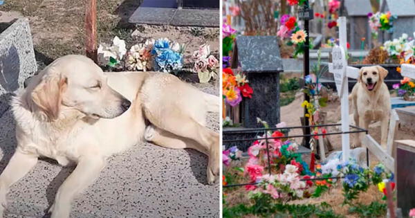 Argentina: Perro se quedó en cementerio para consolar a la gente tras la muerte de su amo