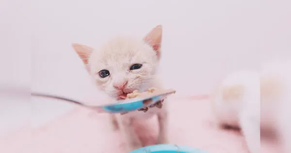 Cuál es la mejor manera de alimentar a un gato, según Adoptamiu