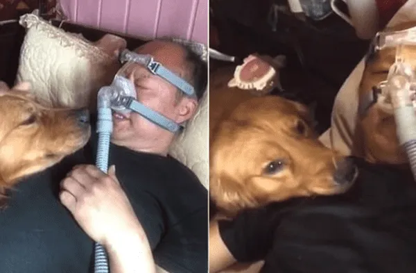 Youtube viral: Captan a perro de raza golden retriever cuidando a su dueño que necesita un ventilador artificial video