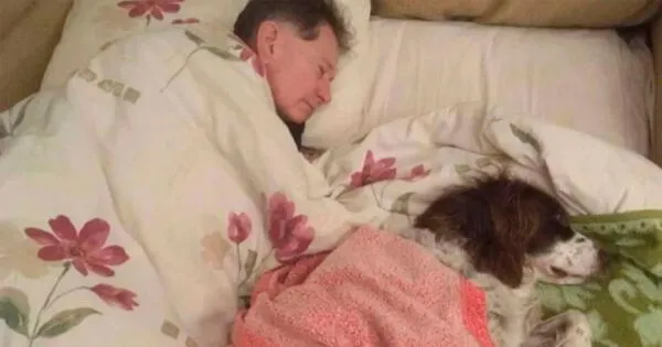 Papá humano duerme en el sillón con su perro viejito que ya no puede movilizarse