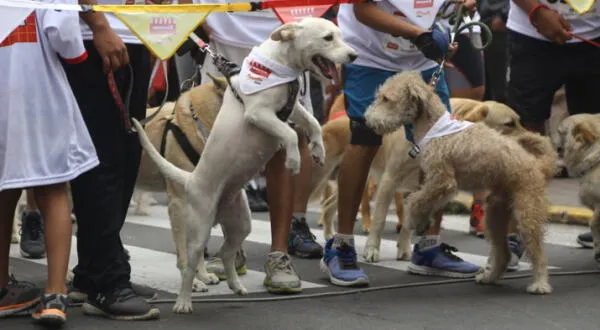 Mascotas medidas proteccion sismo en Peru