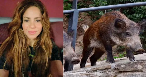 Shakira en Instagram revela que fue víctima del feroz ataque de jabalíes salvajes: Me han reventado todo