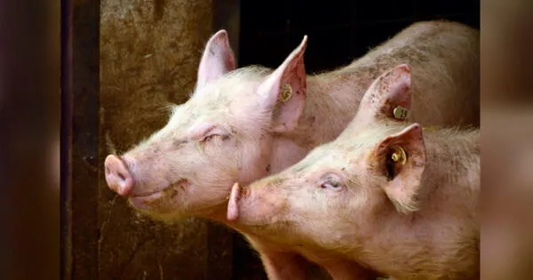Reino Unido: 600 cerdos han sido sacrificados por falta de personal en mataderos