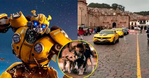 Transformers en Cusco: Perros callejeros interrumpen rodaje de película y producción no logra atraparlos