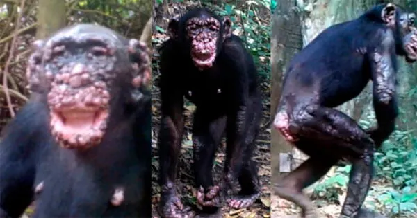 Zoólogos encuentran lepra en chimpancés salvajes según estudio científico fotos