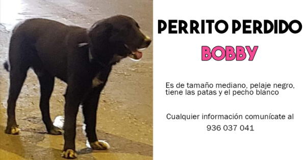 Familia busca a su perrito Bobby