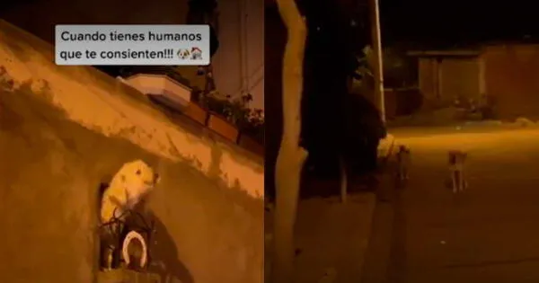 La perrita se ganó el corazón de más de 164 mil cibernautas en TikTok.