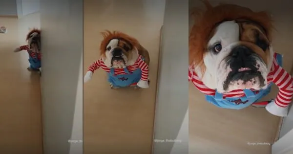 Perrito Bulldog es disfrazado como Chucky
