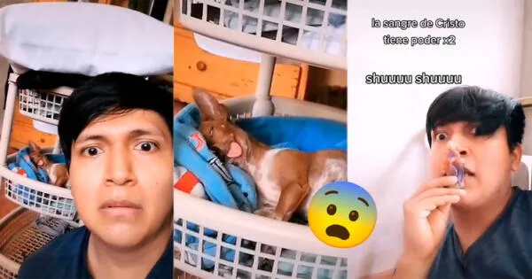 TikTok viral: Joven queda impresionado al ver a su perro poseído a pocos días de Halloween