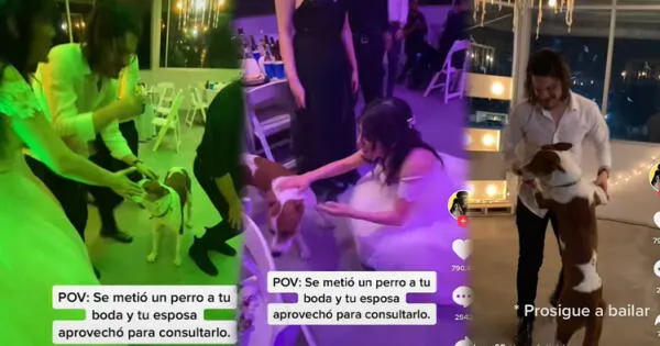 Novia veterinaria revisa a perrito en su boda