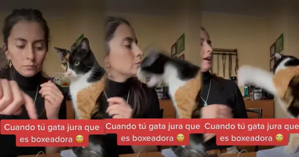 Gato 'boxea' con su dueña