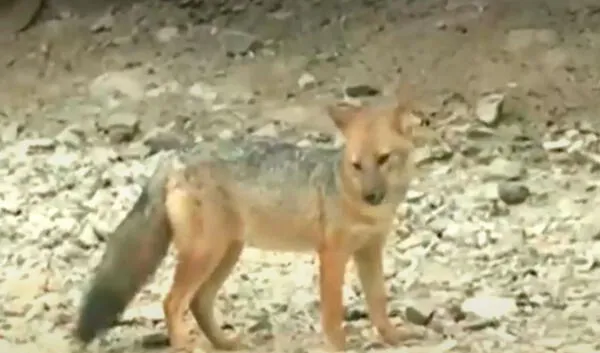 El zorro andino tiene ocho meses de edad y fue comprado de manera clandestina en el Centro de Lima. Foto: captura de Latina