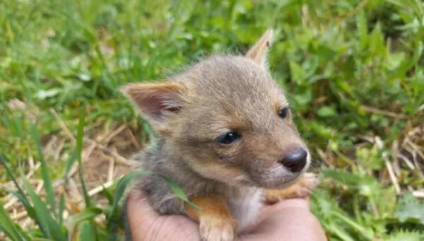 Rescatan cría de zorro costeño que iba a ser vendido a S/ 300: había sido extraído de su hábitat wapa.pe