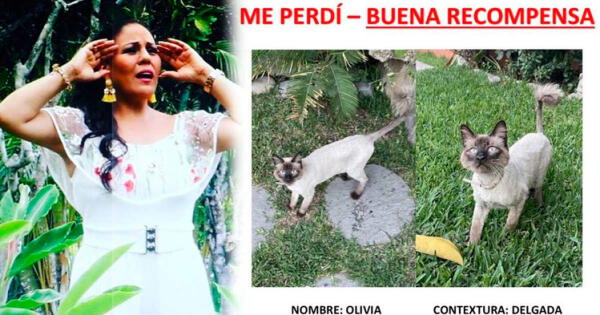 Olivia es la gatita de Dina Paúcar