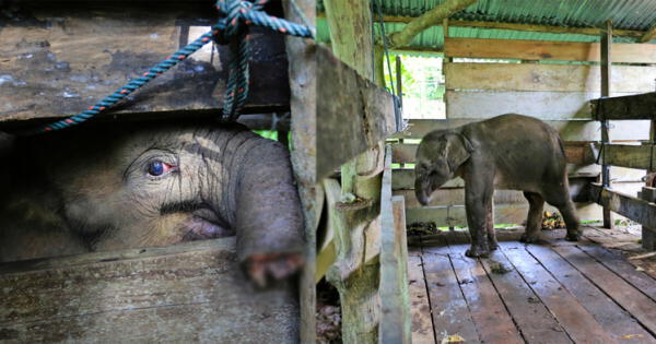 Elefante bebé pierde la mitad de su trompa tras caer con trampa de cazadores furtivos