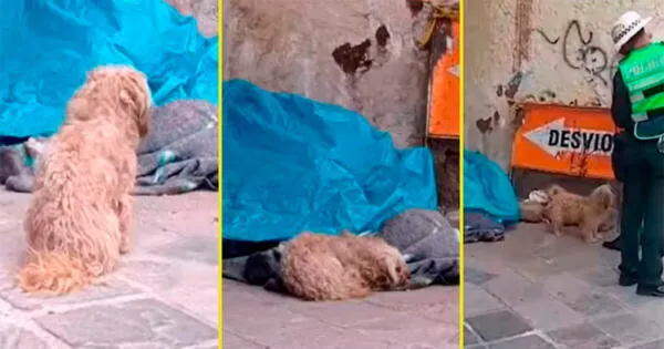 Perro wachimán conmovió a miles al no separarse de su dueño muerto en Cusco