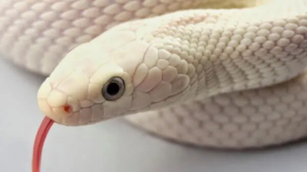 Soñar con una serpiente blanca puede significar lo que menos esperas.