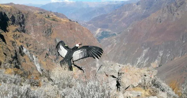 Sinchi, el cóndor andino que vuelve a surcar el cañón del Colca su hábitat natural