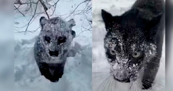 Joven en Estados Unidos halla a un animal cubierto de nieve lo revisa y descubre a una pantera