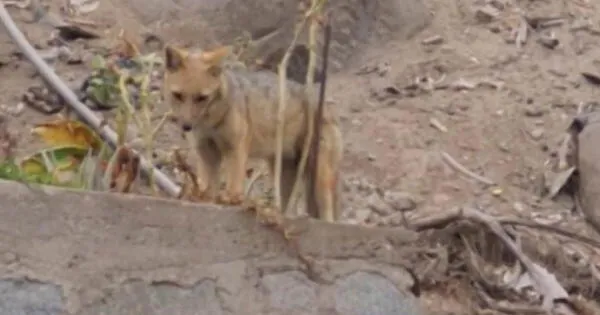 Avistan a zorro pequeño en el cerro Puruchuco Se le veía muy flaco