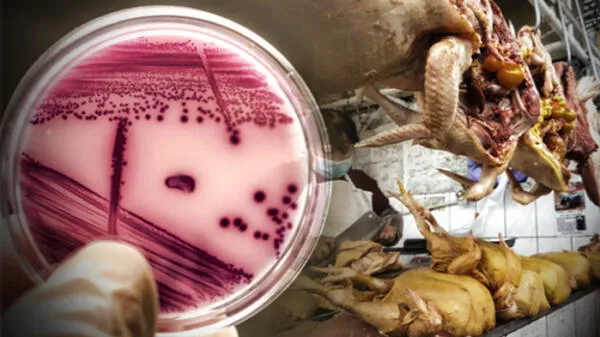 Alertan por pollo con bacterias en VES