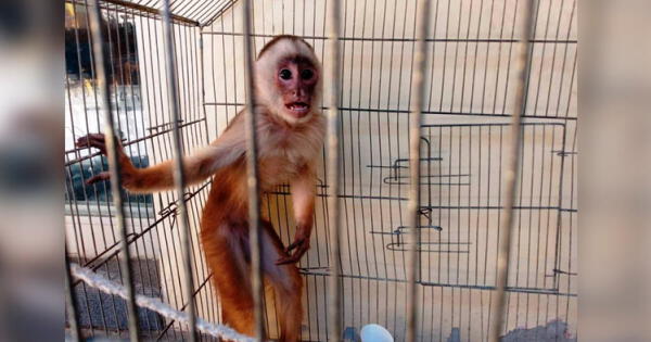 Conoce las enfermedades transmitidas de animales a seres humanos. wapa.pe