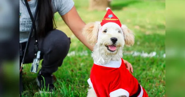 Desfile de disfraces de perros por Navidad en el club zonal Huayna Cápac
