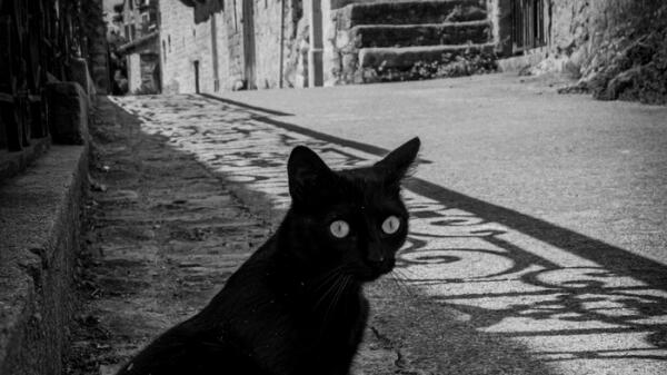 El gato negro está relacionado con la mala suerte según las supersticiones.