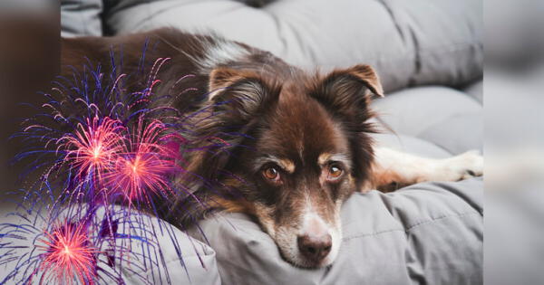 Navidad y Año Nuevo: Recomendaciones para calmar a tu mascota ante fuegos artificiales