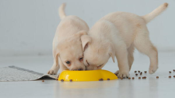 Los perros pueden comer diferentes cantidades de alimentos.
