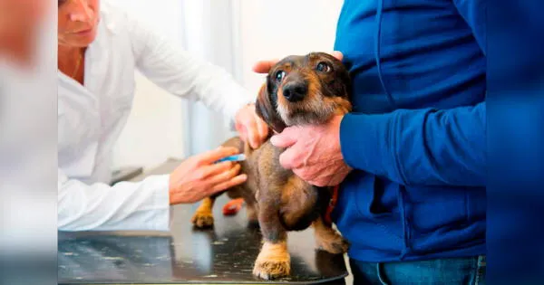 Donan veterinaria móvil para atender a perros y gatos abandonados en las calles