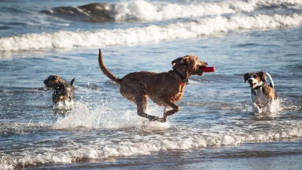 perros corriendo en la playa