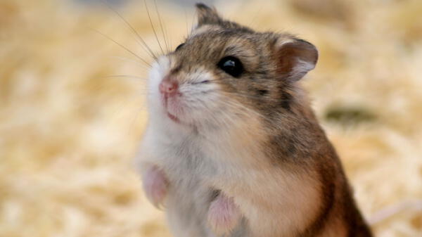 Los hamsters suelen tener caídas fuertes y estrepitosas.