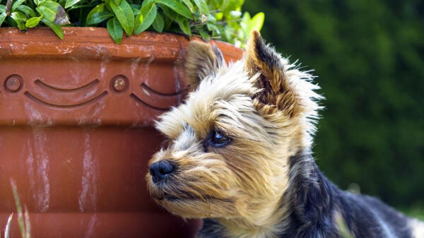 Plantas que dañan la salud de las mascotas