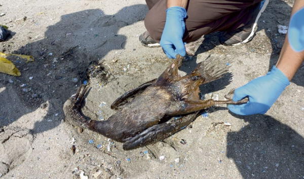 Rescate de animales continúa en las playas afectadas por el derrame de petróleo