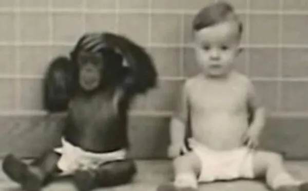 Experimento de criar a un bebé con un chimpancé tiene final polémico