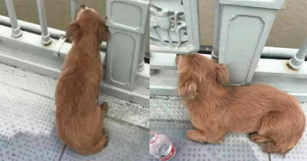Perro regresa todos los días al puente donde su dueño se lanzó en China