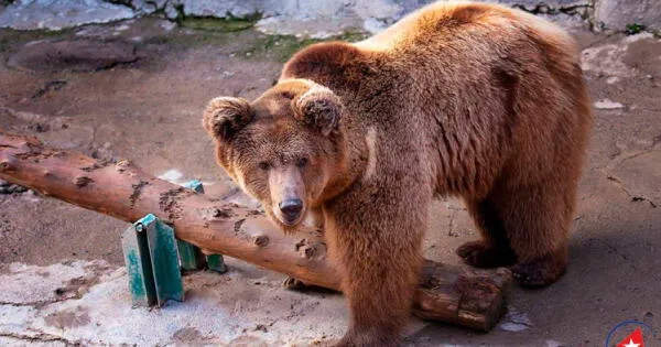 Oso Zuzu en zoológico de Uzbekistán