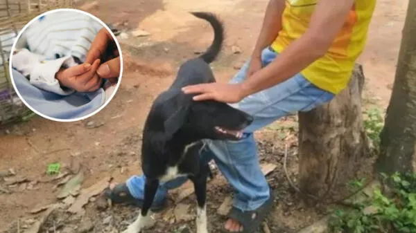 El perrito le salvó la vida al bebé recién nacido luego de percatarse de su presencia. wapa.pe