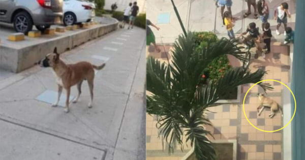 Perrito sería el segundo caso de maltrato animal en plena pandemia. wapa.pe