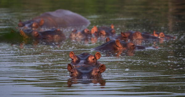 Los hipopótamos de Pablo Escobar en el listado de especies invasoras