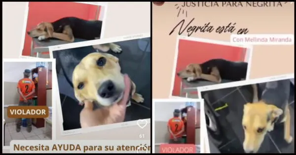 Negrita fue abusada por VICTOR HUGO HINOSTROZA GOICOECHEA, y usuarios piden se respete la ley de protección al animal y se haga justicia.