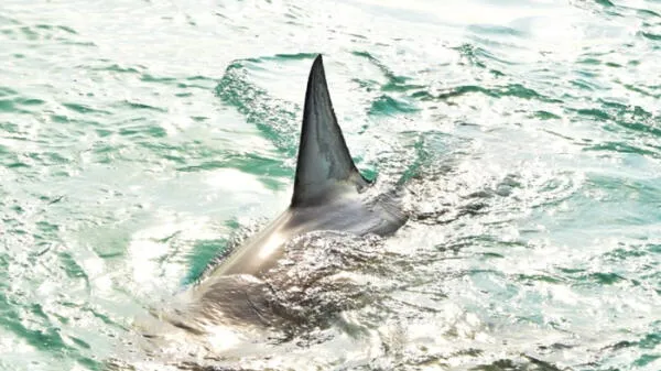 Tiburón ataca a bañista.